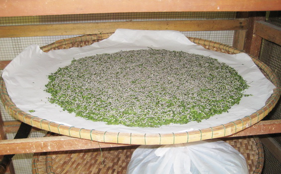 The silkworm eating mulberry leaves on a bamboo tray