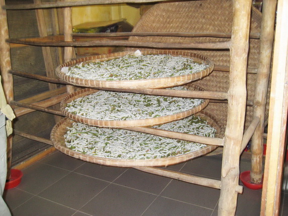 Silkworms in Vietnam